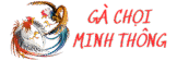 Gà chọi Minh Thông